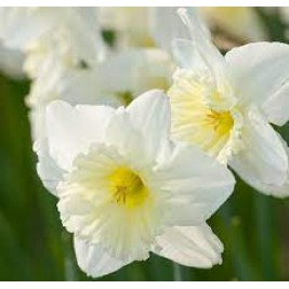 Narcizas didžiažiedis ( lot. Narcissus) Ice Follies, 5 vnt  Narcizas didžiažiedis ( lot. Narcissus) Ice Follies, 5 vnt