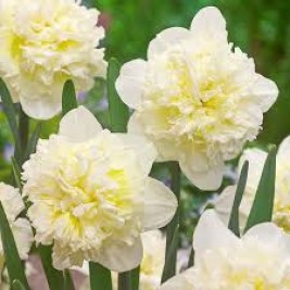 Narcizas ( lot.Narcissus) Ice King, 5 vnt Narcizas ( lot.Narcissus) Ice King, 5 vnt