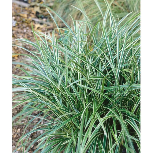 Viksva žvilgioji ( lot. Carex morrowii) Ice Dance