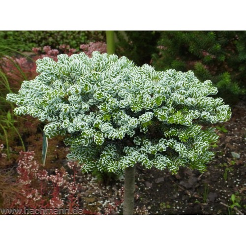 Kėnis korėjinis ant koto ( lot. Abies koreana)  Kohout Icebreaker