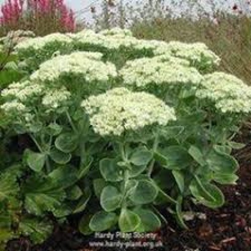 Šilokas (lot. Sedum spectabile) Iceberg