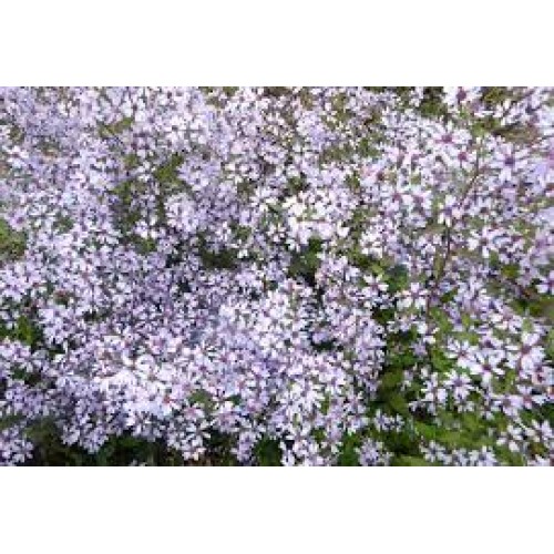 Astras širdžialapis ( lot. Aster cordifolius ) Ideal