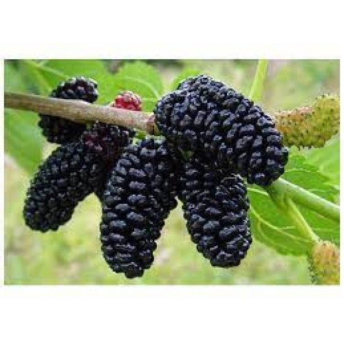 Šilkmedis juodasis ( lot. Morus nigra) 