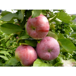 Obelis koloninė žieminė ( lot. Malus domestica)  Ilze