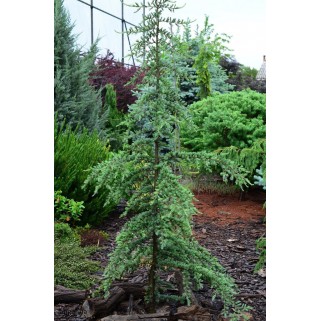 Kedras himalajinis ( lot. Cedrus deodara) Karl Fuchs