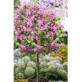 Alyva ant koto( lot.syringa bloomerang) Pink Perfume