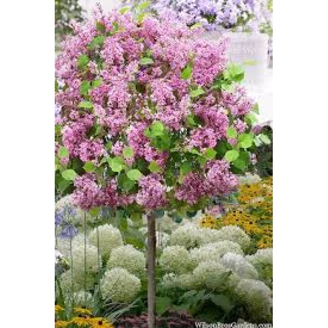 Alyva ant koto( lot.syringa bloomerang) Pink Perfume