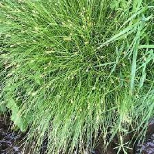 Viksva retavarpe ( lot. Carex remotą)