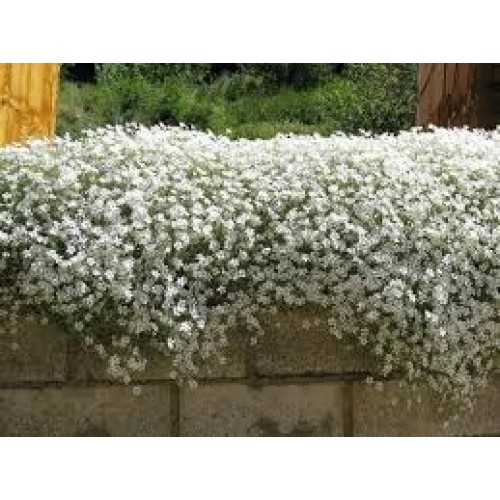 Aubretė ( lot. Aubrieta cultorum) Florado  White
