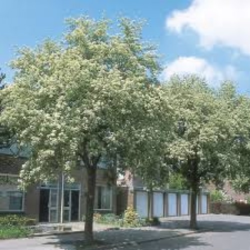 Šermukšnis Švedinis( lot. Sorbus intermedia) 