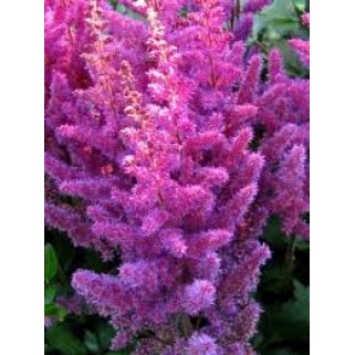 Astilbė kininė  (lot.Astilbe chinensis) Black Pearls
