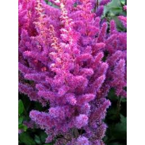 Astilbė kininė  (lot.Astilbe chinensis) Black Pearls