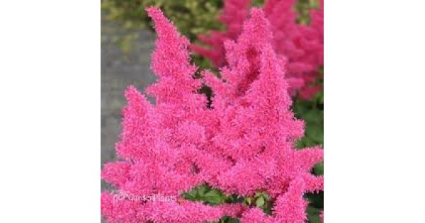 Astilbe Raspberry Astilbe Raspberry
