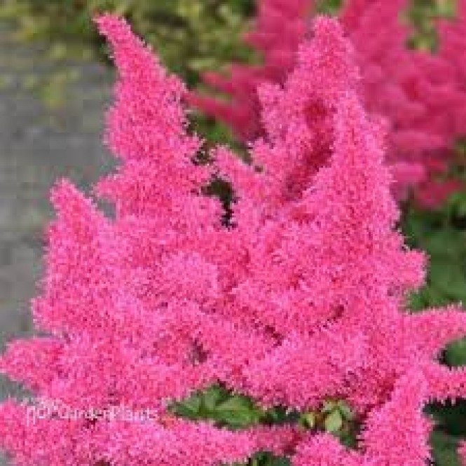 Astilbė arendso (lot.Astilbe arendsii)  Raspberry