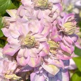 Raganė ( lot.Clematis) Anna's Choice