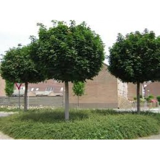 Klevas ( lot. Acer platanoides) Globosum