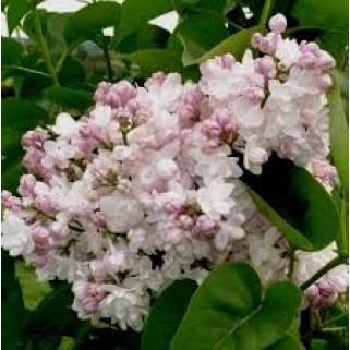 Alyva (lot.syringa vulgaris) Krasavitsa Moskvi