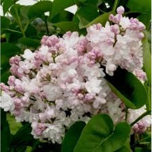 Alyva (lot.syringa vulgaris) Krasavitsa Moskvi