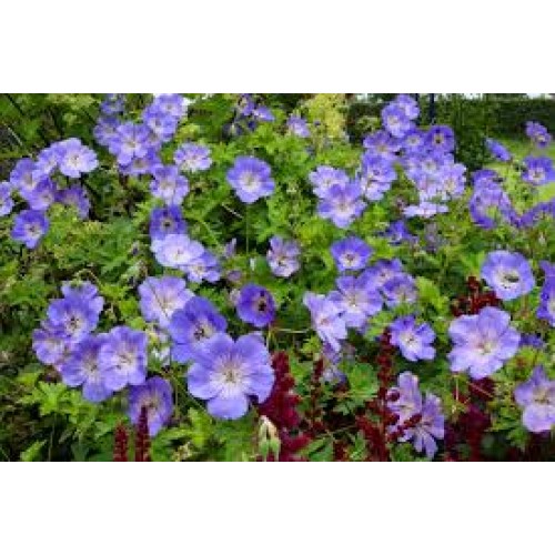 Snaputis (lot. Geranium)  Azure Rush