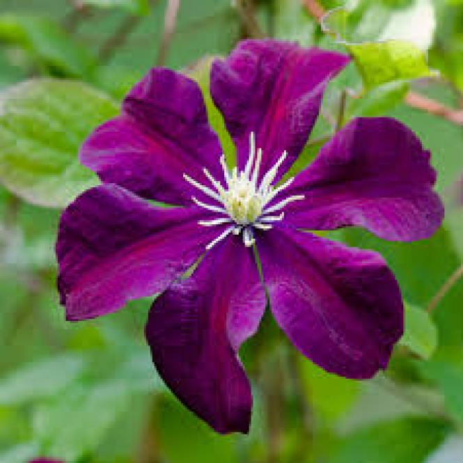 Raganė ( lot.Clematis) Warszawa Nike Raganė ( lot.Clematis) Warszawa Nike