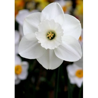 Narcizas ( lot.Narcissus) Stainless, 500 vnt