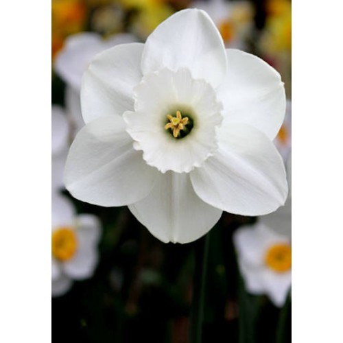 Narcizas ( lot.Narcissus) Stainless, 100 vnt