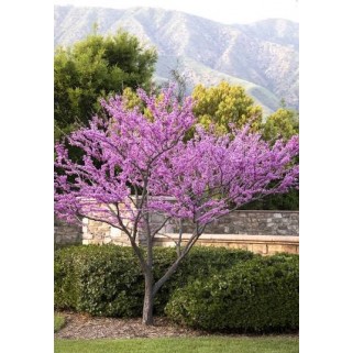 Cersis kanadinis ( lot. Cercis canadensis) Forest Pansy