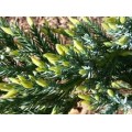 Kadagys žvynuotasis ( lot. Juniperus squamata)  Holger