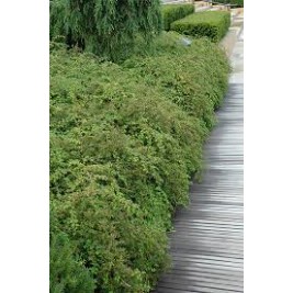 Stefanandra karpytalapė ( lot. Stephanandra incista) Crispa