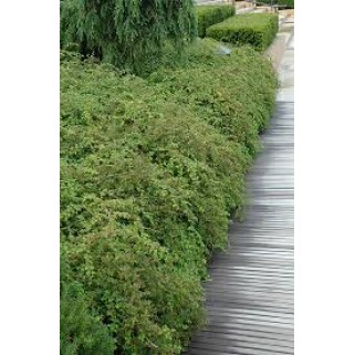 Stefanandra karpytalapė ( lot. Stephanandra incista) Crispa