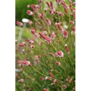 Kraujalakė vaistinė ( lot. Sanguisorba officinalis) Pink Tanna