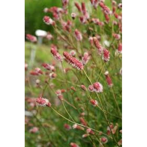 Kraujalakė vaistinė ( lot. Sanguisorba officinalis) Pink Tanna