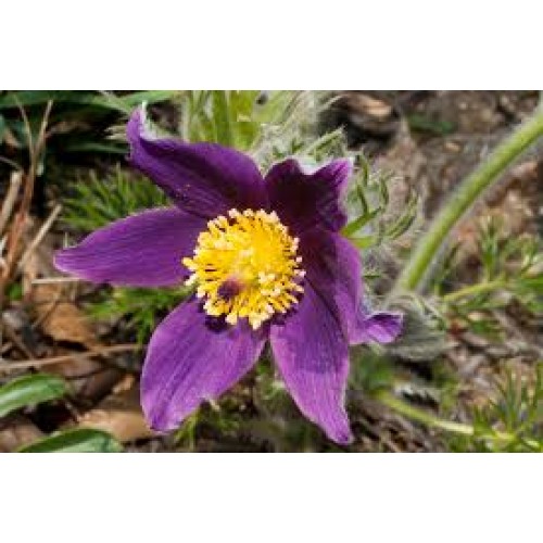  Šilagėlė (lot.Pulsatilla vulgaris) Violet Shades