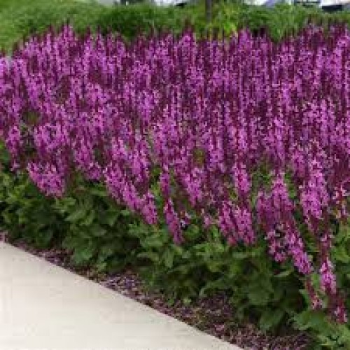 Šalavijas gojinis ( lot. Salvia nemorosa) Marvel Rose