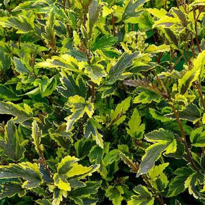 Pūslenis putinalapis ( lot.Physocarpus opulifolius Mozaika Pūslenis putinalapis ( lot.Physocarpus opulifolius Mozaika