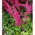 Astilbė arendso (lot.Astilbe arendsii) Fanal