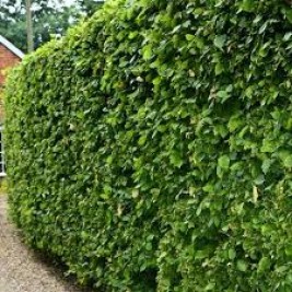 Skroblas gyvatvorėms ( lot. Carpinus betulus) vazone