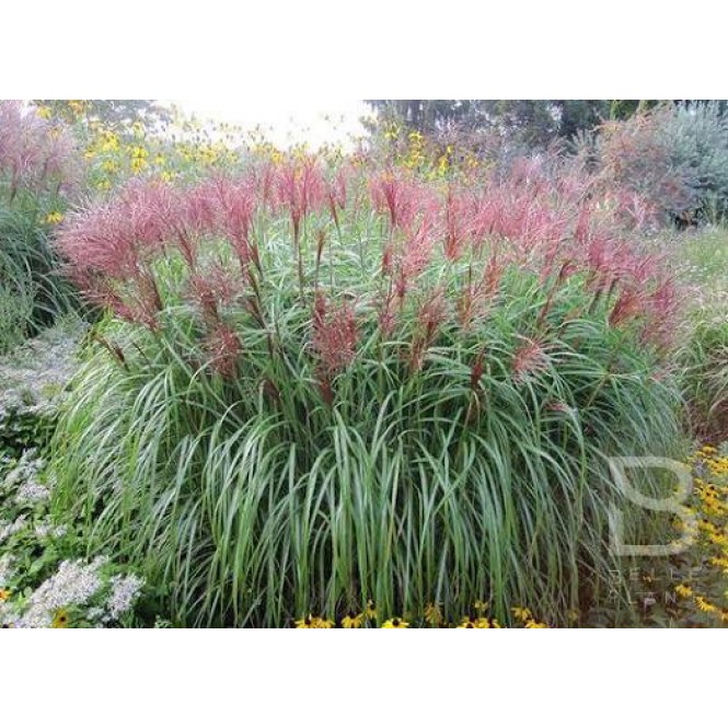 Miskantas kininis ( lot. Miscanthus sinensis) Red Chief Miskantas kininis ( lot. Miscanthus sinensis) Red Chief