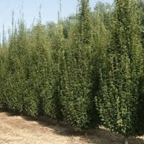 Skroblas ( lot. Carpinus betulus) Fastigiata