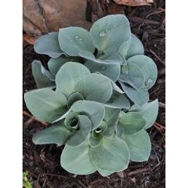 Melsvė ( lot. Hosta) Blue Mouse Ears Melsvė ( lot. Hosta) Blue Mouse Ears