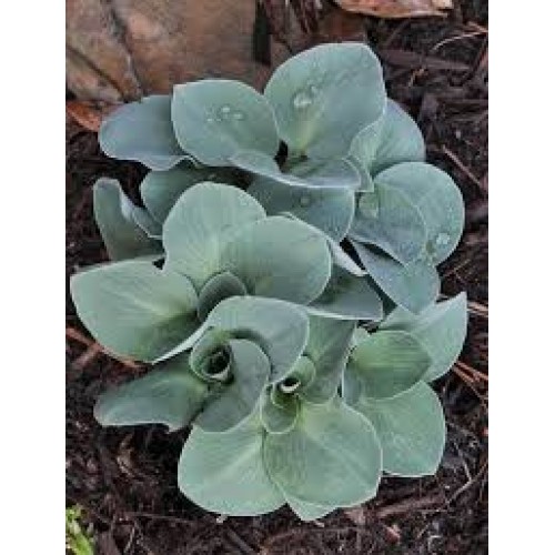 Melsvė ( lot. Hosta) Blue Mouse Ears