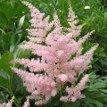 Astilbė kininė  (lot.Astilbe chinensis) Satin Pearls