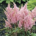 Astilbė kininė  (lot.Astilbe chinensis) Satin Pearls