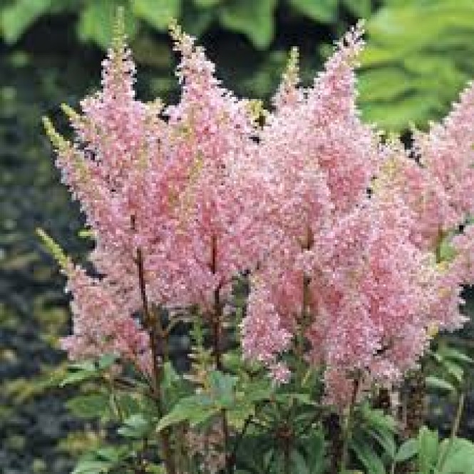 Astilbė kininė  (lot.Astilbe chinensis) Satin Pearls