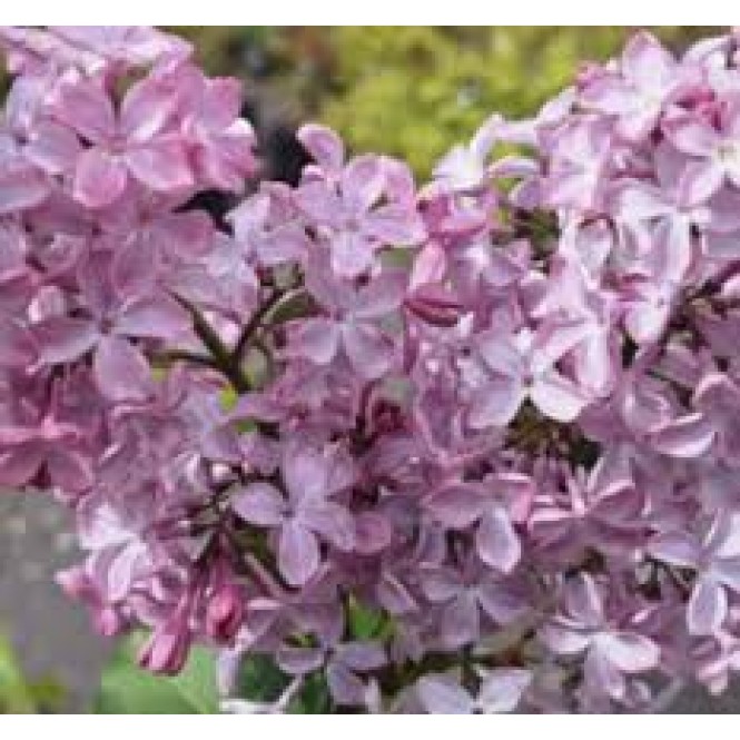 Alyva  ( lot.Syringa  vulgaris) Hortensia