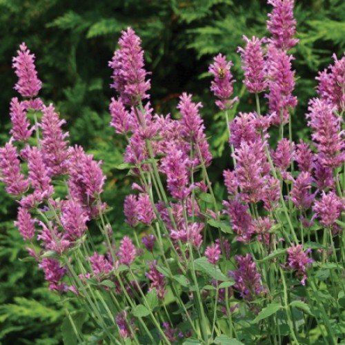 Kinmėtė( lot. Agastache hybrida ) Arcado Pink