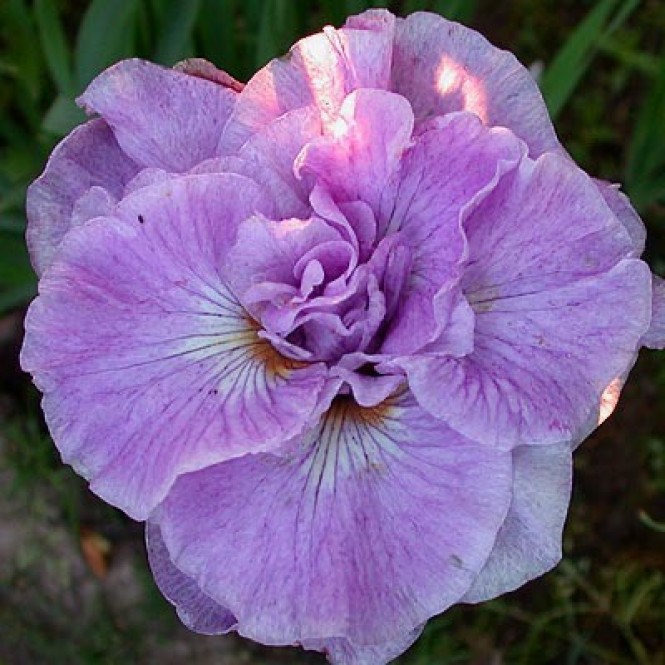 Vilkdalgis sibirinis  (lot. Iris sibirica ) Imperial Opal