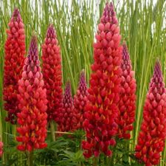Lubinas (lot. lupinus) West Country Towering Inferno