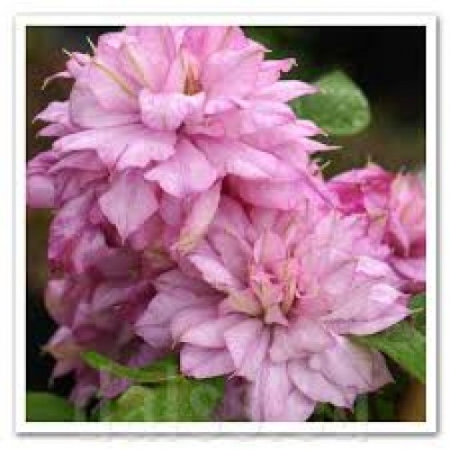 Raganė ( lot.Clematis) Innocent glance