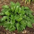 Melsvė ( lot. Hosta) Invincible